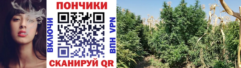 Канабис Bruce Banner  мега маркетплейс  Владикавказ 